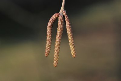 Betula jacquemontii - bříza Jacquemntova - květenství - jehnědy
